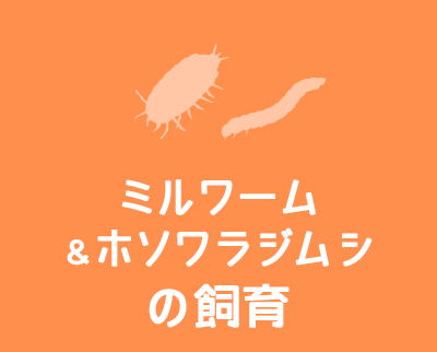 ミルワーム&ホソワラジムシの飼育